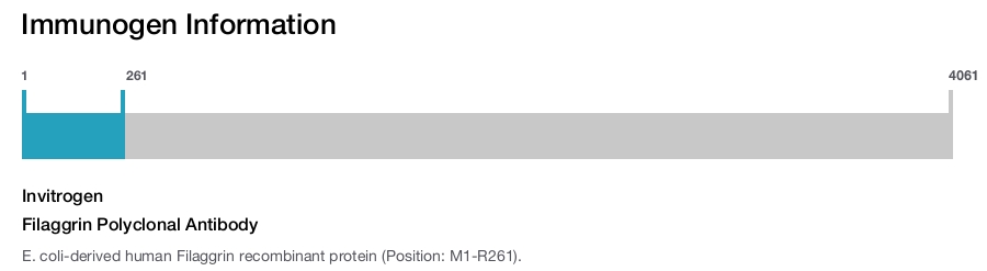 Filaggrin Polyclonal Antibody