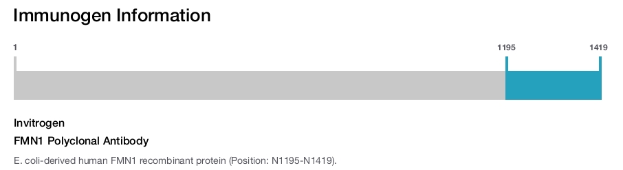 FMN1 Polyclonal Antibody