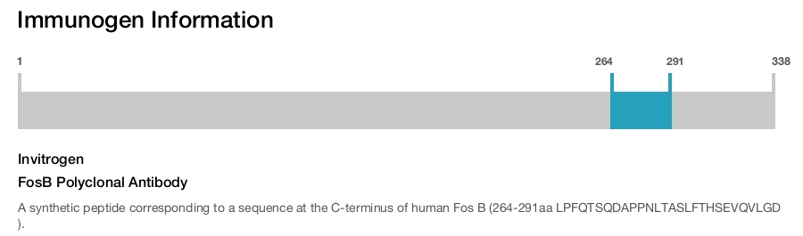 FosB Polyclonal Antibody