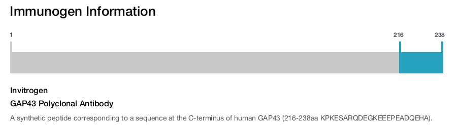 GAP43 Polyclonal Antibody
