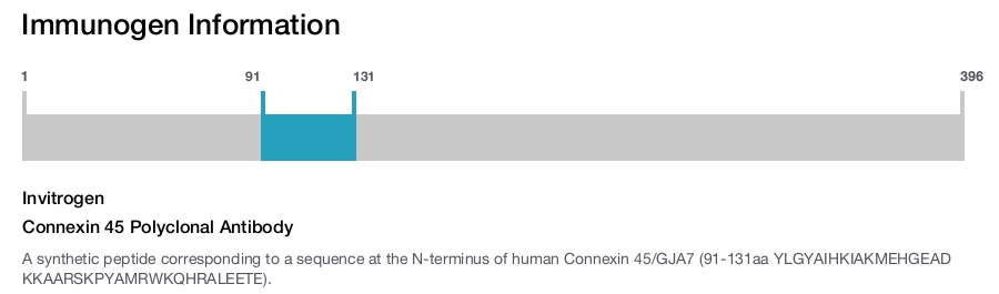Connexin 45 Polyclonal Antibody