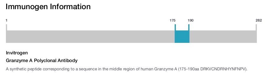 Granzyme A Polyclonal Antibody