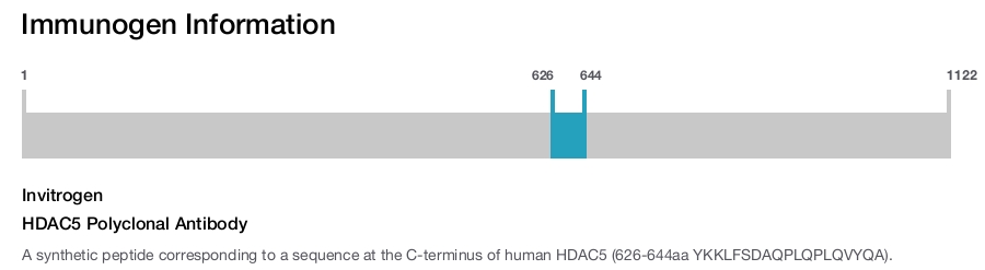 HDAC5 Polyclonal Antibody