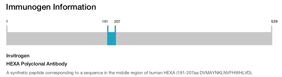 HEXA Polyclonal Antibody