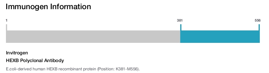 HEXB Polyclonal Antibody