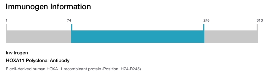 HOXA11 Polyclonal Antibody
