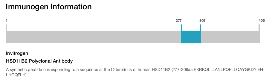 HSD11B2 Polyclonal Antibody