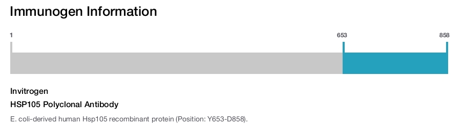 HSP105 Polyclonal Antibody