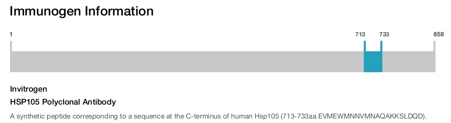 HSP105 Polyclonal Antibody