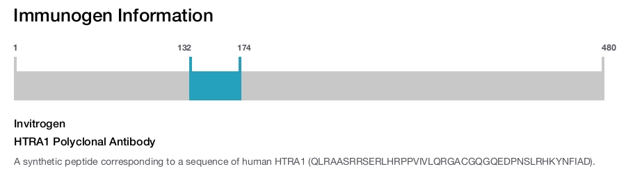 HTRA1 Polyclonal Antibody