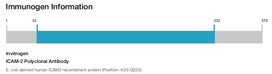 ICAM-2 Polyclonal Antibody
