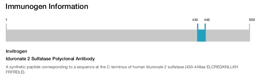 Iduronate 2 Sulfatase Polyclonal Antibody