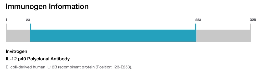 IL-12 p40 Polyclonal Antibody