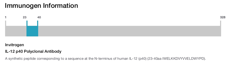IL-12 p40 Polyclonal Antibody