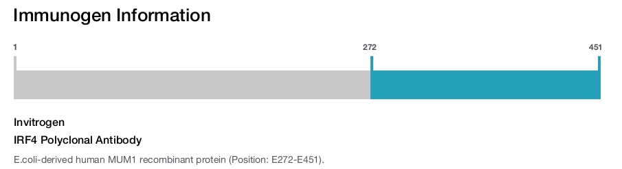 IRF4 Polyclonal Antibody