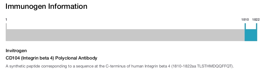 CD104 (Integrin beta 4) Polyclonal Antibody