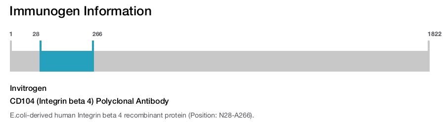 CD104 (Integrin beta 4) Polyclonal Antibody