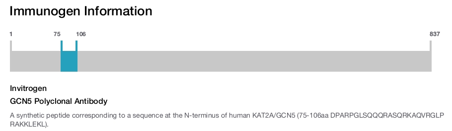 GCN5 Polyclonal Antibody