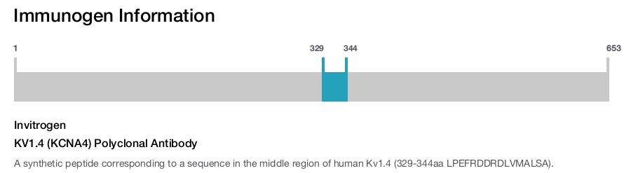 KV1.4 (KCNA4) Polyclonal Antibody