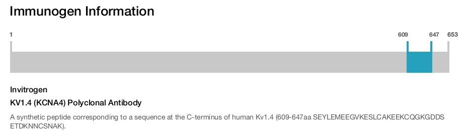 KV1.4 (KCNA4) Polyclonal Antibody