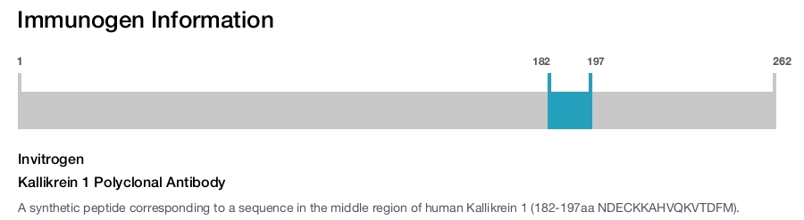 Kallikrein 1 Polyclonal Antibody