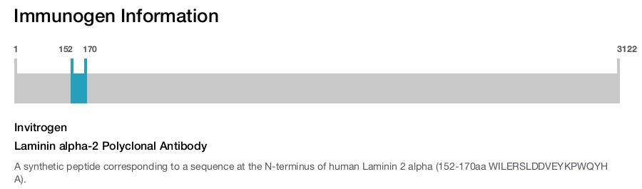 Laminin alpha-2 Polyclonal Antibody