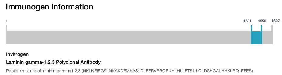 Laminin gamma-1,2,3 Polyclonal Antibody