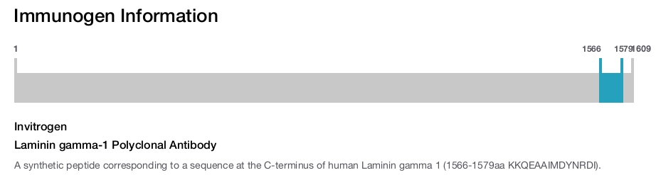 Laminin gamma-1 Polyclonal Antibody