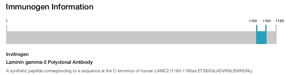 Laminin gamma-2 Polyclonal Antibody