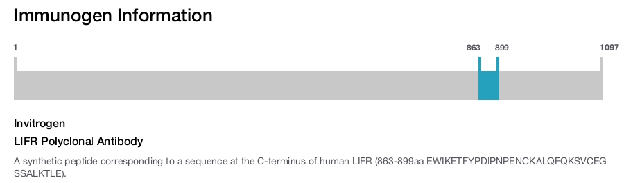 LIFR Polyclonal Antibody