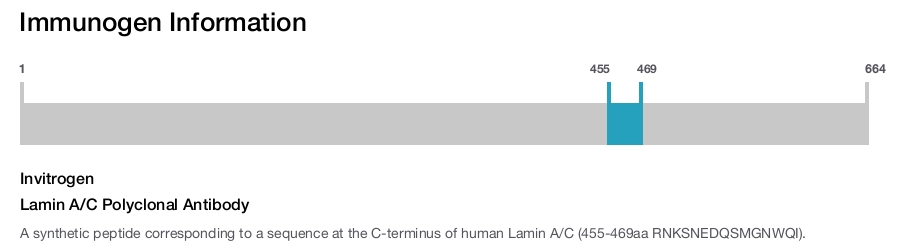 Lamin A/C Polyclonal Antibody