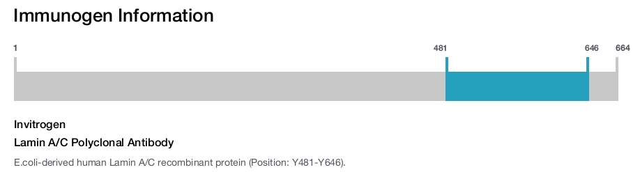 Lamin A/C Polyclonal Antibody