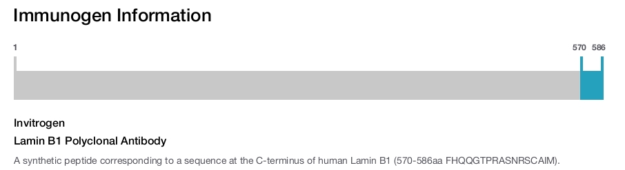 Lamin B1 Polyclonal Antibody