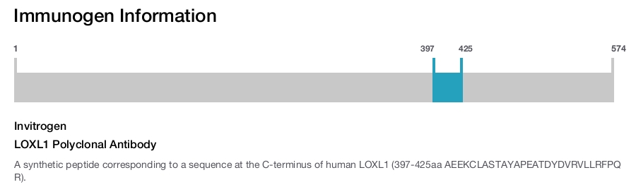 LOXL1 Polyclonal Antibody