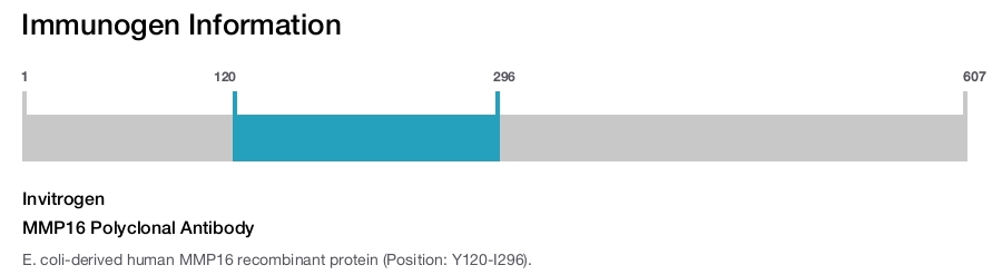 MMP16 Polyclonal Antibody
