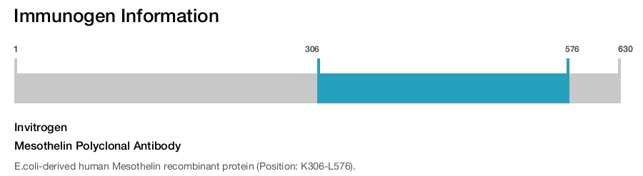 Mesothelin Polyclonal Antibody