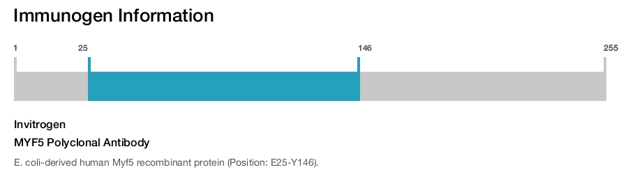 MYF5 Polyclonal Antibody