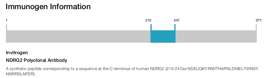 NDRG2 Polyclonal Antibody