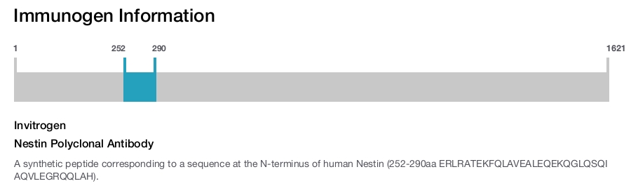 Nestin Polyclonal Antibody
