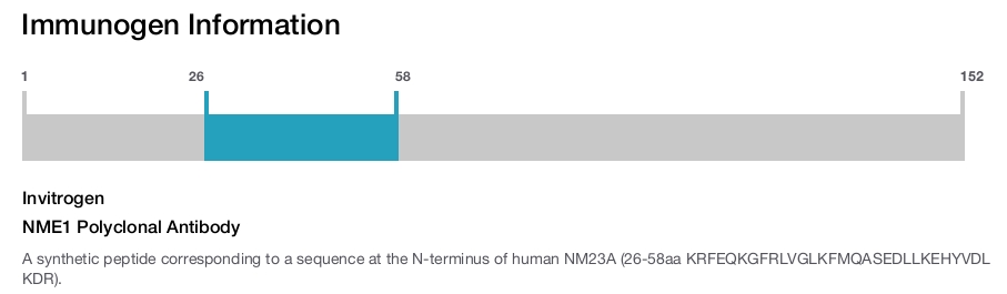 NME1 Polyclonal Antibody