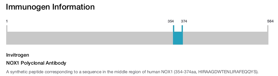 NOX1 Polyclonal Antibody