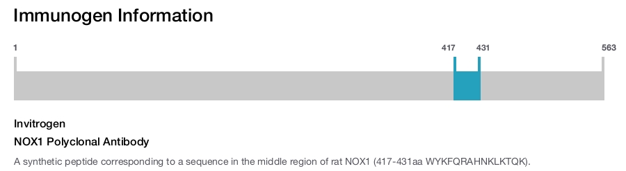 NOX1 Polyclonal Antibody