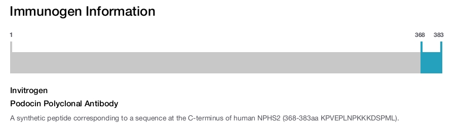 Podocin Polyclonal Antibody