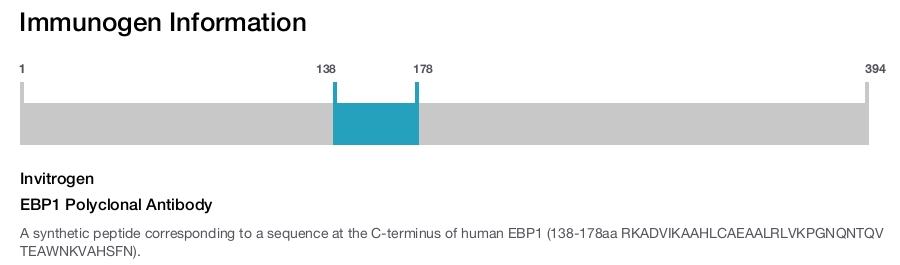 EBP1 Polyclonal Antibody