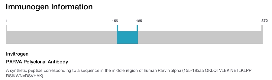 PARVA Polyclonal Antibody