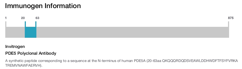 PDE5 Polyclonal Antibody