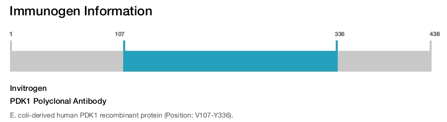 PDK1 Polyclonal Antibody
