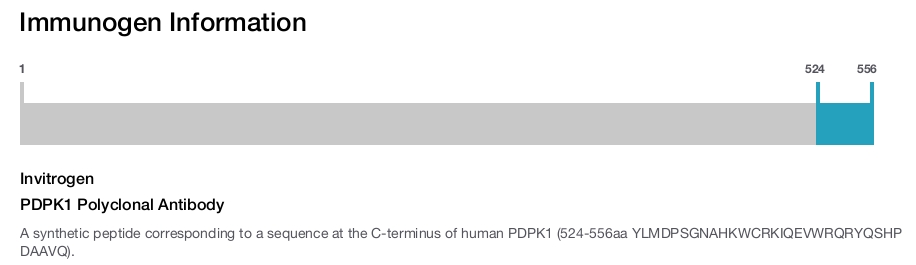 PDPK1 Polyclonal Antibody