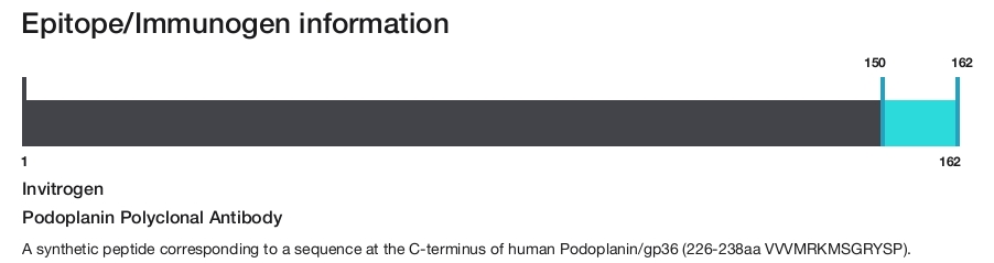 Podoplanin Polyclonal Antibody