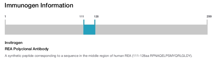 REA Polyclonal Antibody